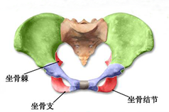 盆底康復(fù)知識(shí)科普，你的健康你做主