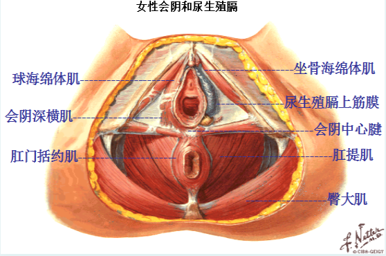 產(chǎn)后盆底修復(fù)，為什么產(chǎn)后的女性需要做盆底肌康復(fù)？