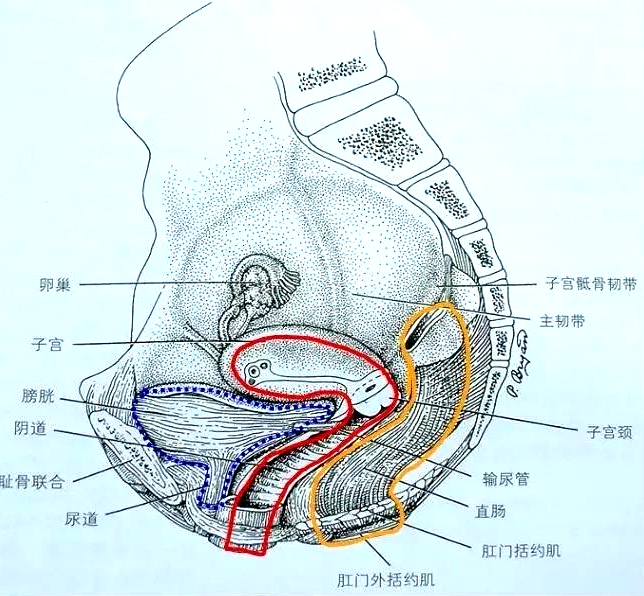 產(chǎn)后恢復(fù)項(xiàng)目中盆腔的“三腔系統(tǒng)”是怎么分界的？