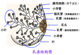 乳房的基本知識，母乳分析很重要
